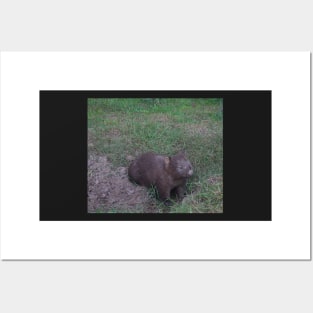 Wombat Photo Posters and Art